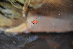Leucauge licina