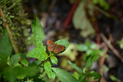 Antillea pelops