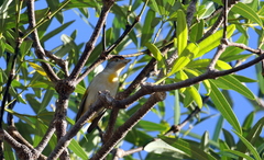 Pardalotus rubricatus