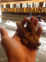 Morchella rufobrunnea