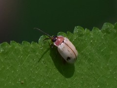 Alagoasa bipunctata