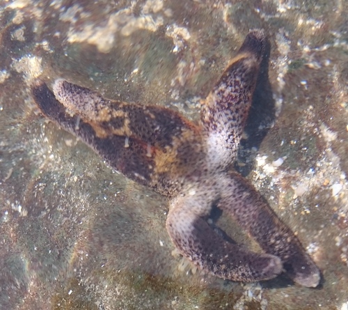 Henricia ornata