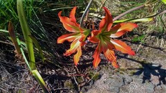 Hippeastrum morelianum