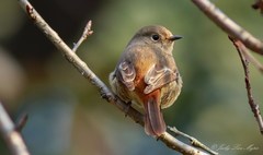 Phoenicurus auroreus