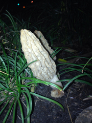 Morchella rufobrunnea