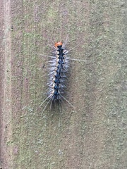 Lepidoptera