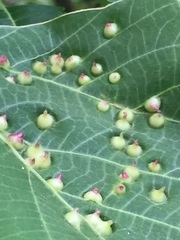 Insecta