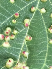 Insecta