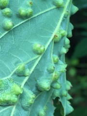Insecta