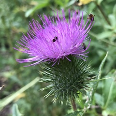 Cirsium vulgare