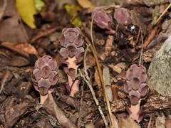 Bdallophytum americanum