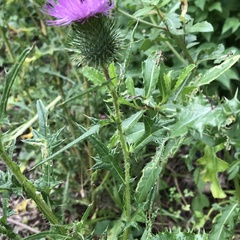 Cirsium vulgare