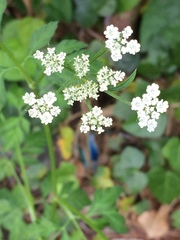Torilis