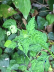Torilis