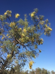 Hakea divaricata