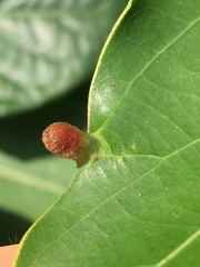 Insecta