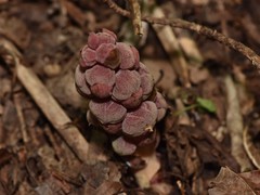 Bdallophytum americanum
