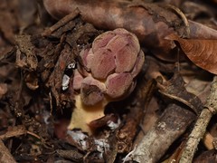 Bdallophytum americanum
