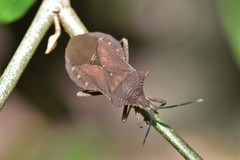 Sethenira ferruginea
