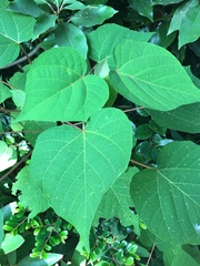 Mallotus japonicus