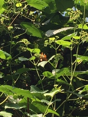 Lepidoptera
