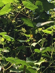 Lepidoptera