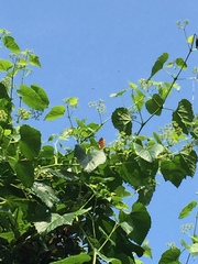 Lepidoptera