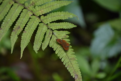 Antillea pelops