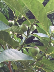 Ficus