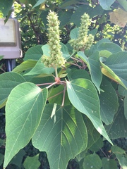 Mallotus japonicus