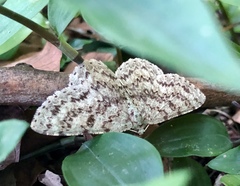 Ophthalmitis herbidaria