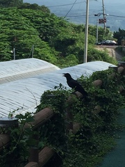 Corvus macrorhynchos