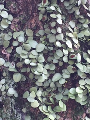 Lemmaphyllum microphyllum