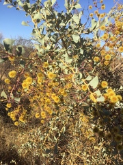 Acacia inaequilatera