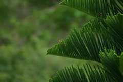 Zosterops xanthochroa