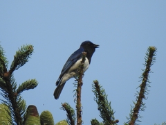 Cyanoptila cyanomelana