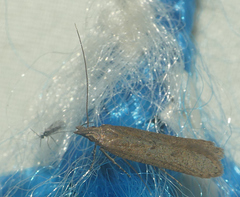 Dichomeris ligulella