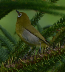 Zosterops xanthochroa