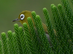 Zosterops xanthochroa