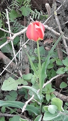 Tulipa agenensis