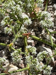 Chorizanthe diffusa