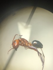 Camponotus discolor