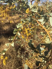 Acacia inaequilatera