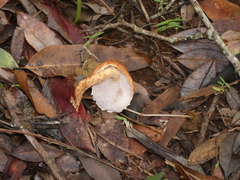 Austroboletus