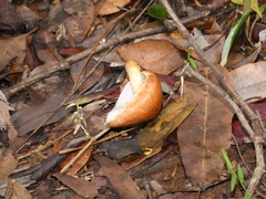 Austroboletus