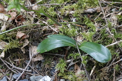 Piperia