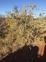 Acacia inaequilatera