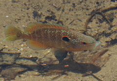 Lepomis peltastes