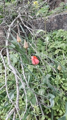 Tulipa agenensis
