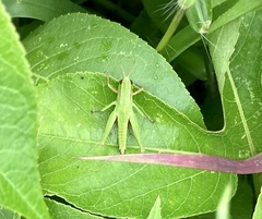 Dichromorpha viridis image